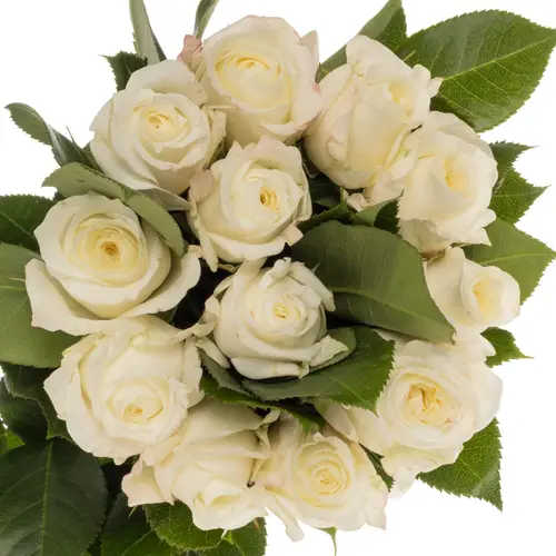 Rose weiss Alabaster duftend 50cm