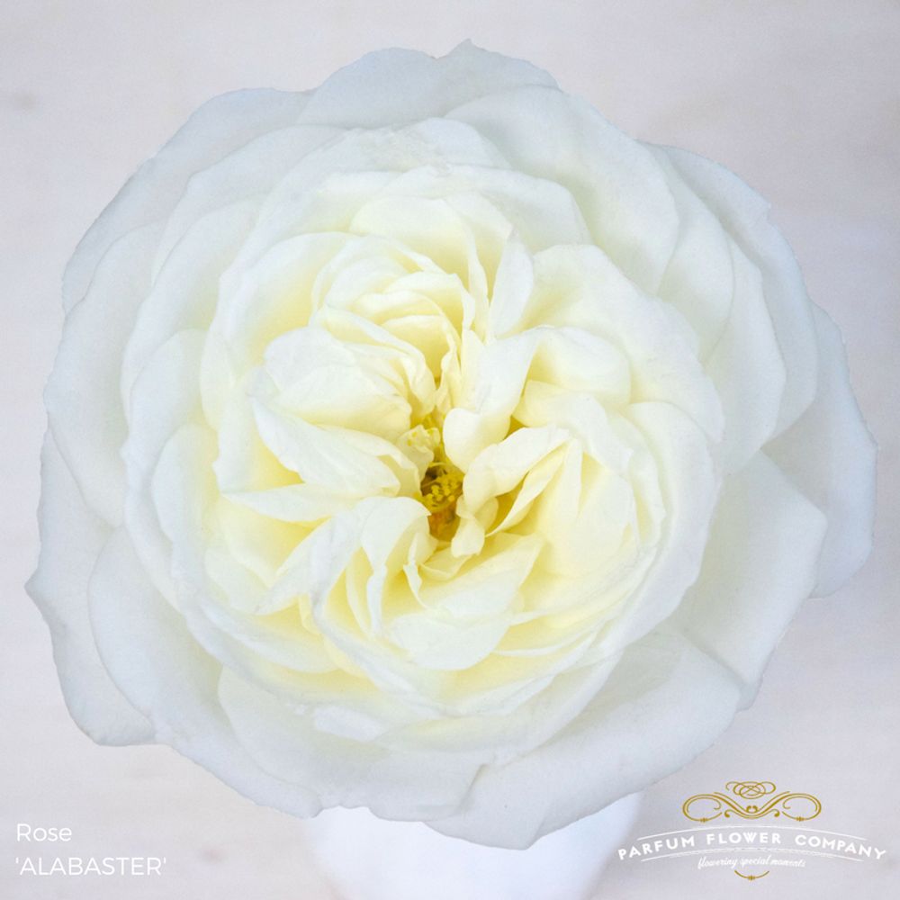 Rose weiss Alabaster 50cm duftend