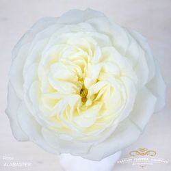 Rose weiss Alabaster 50cm duftend