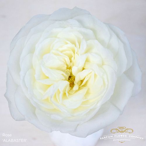 Rose weiss Alabaster 50cm duftend