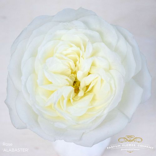 Rose weiss Alabaster 50cm duftend