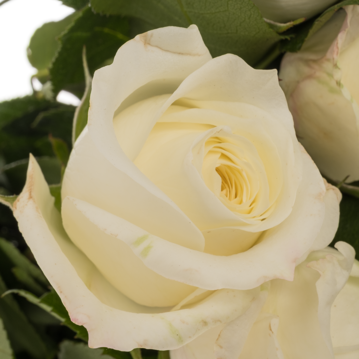 Rose weiss Alabaster duftend 50cm