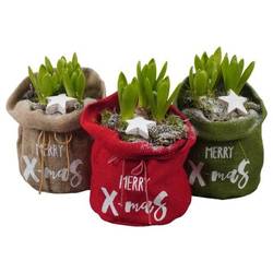 Hyac.Arr mix Jute weisse Bl. PTWH7732 T15 H022