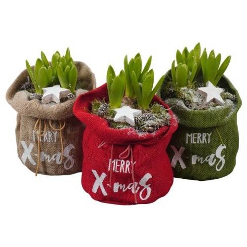 Hyac.Arr mix Jute weisse Bl. PTWH7732 T15 H022