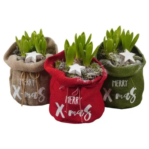 Hyac.Arr mix Jute weisse Bl. PTWH7732 T15 H022