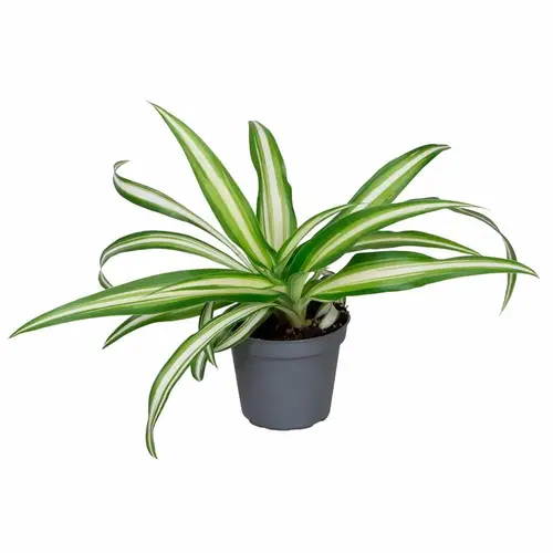 Chlorophytum Comosum Variegata T06 H015