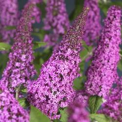Buddleja Dav. lila Pink Delight T11 H040
