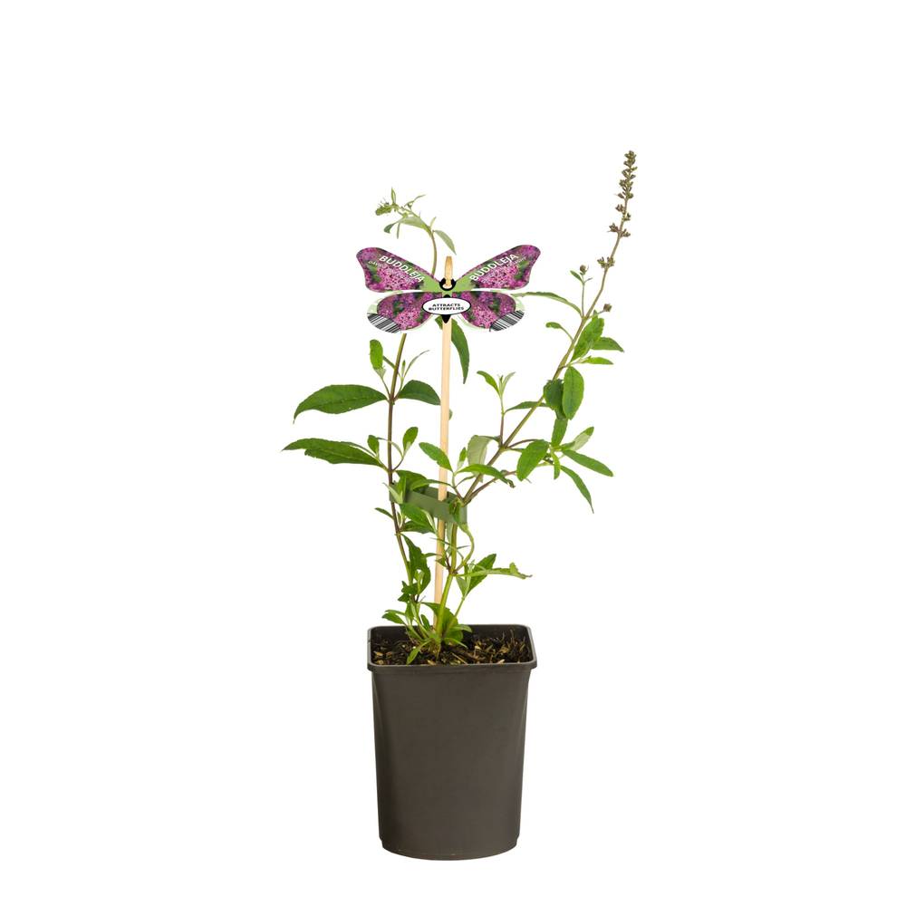 Buddleja Dav. lila Pink Delight T11 H040
