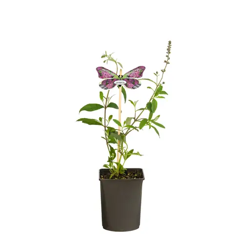 Buddleja Dav. lila Pink Delight T11 H040