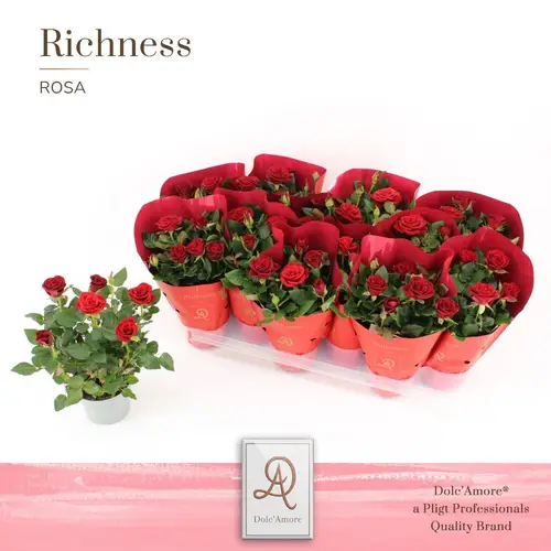 Rose rot Dolc Amore T10,5 H025