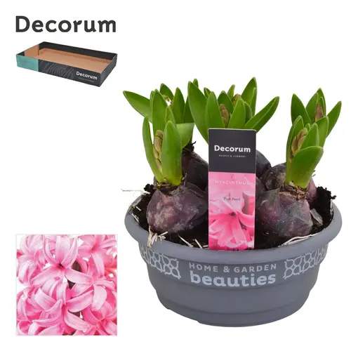 Hyazinthe 6er rosa Schale T16 H015