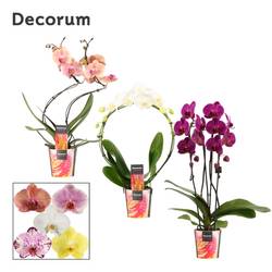 Phal.2-R mix Formen T12 H045