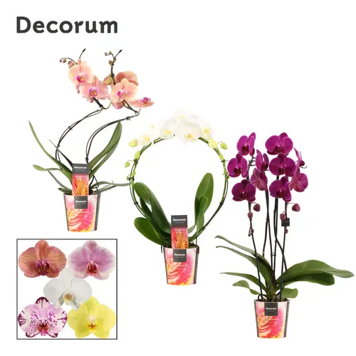 Phal.2-R mix Formen T12 H045