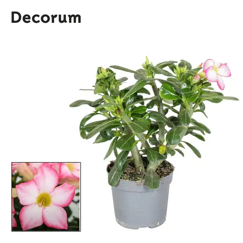 Adenium Obesum rosa T13 H025