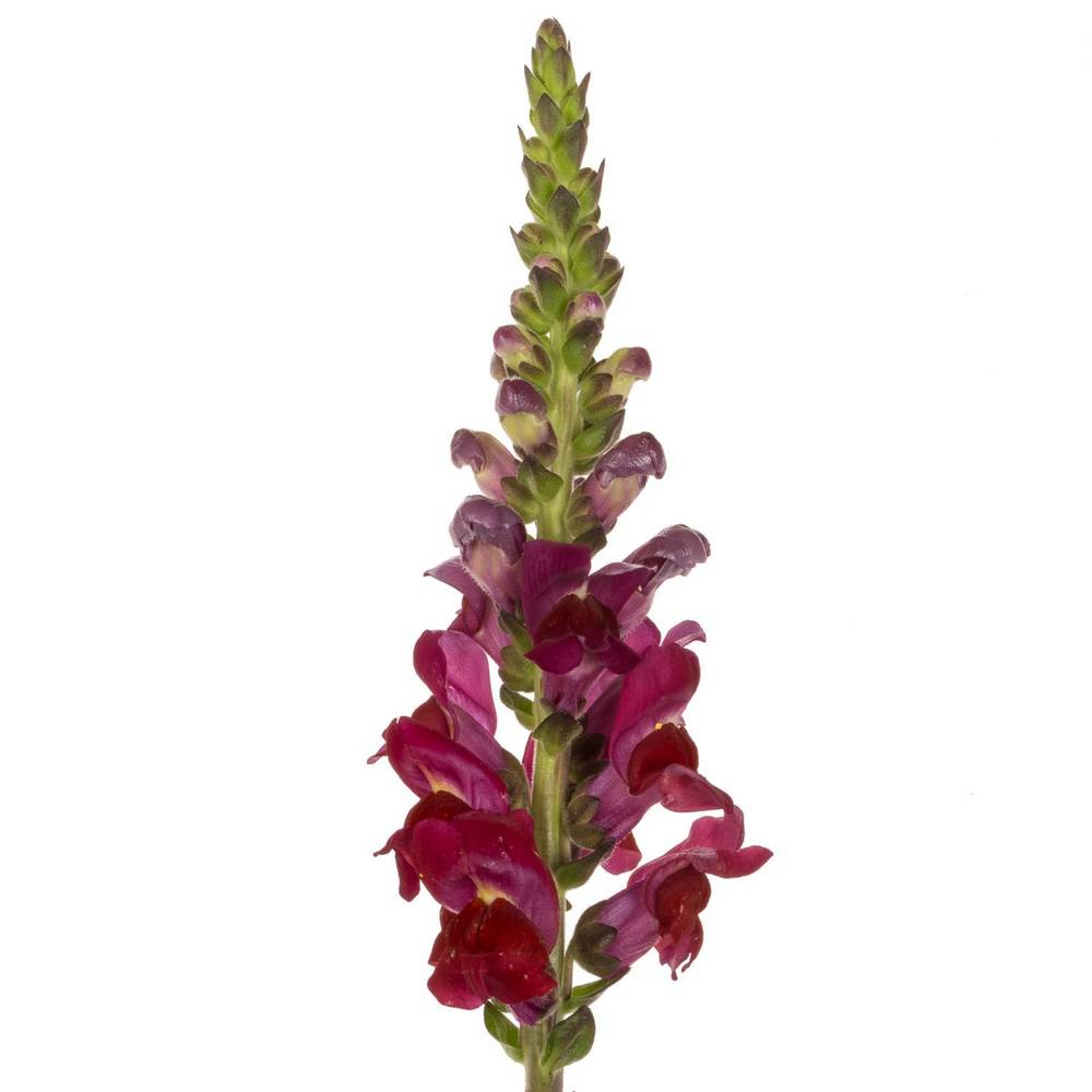 Löwenmaul Rot 80cm