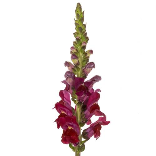 Löwenmaul Rot 80cm