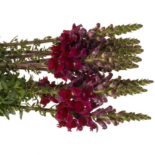 Löwenmaul Rot 80cm