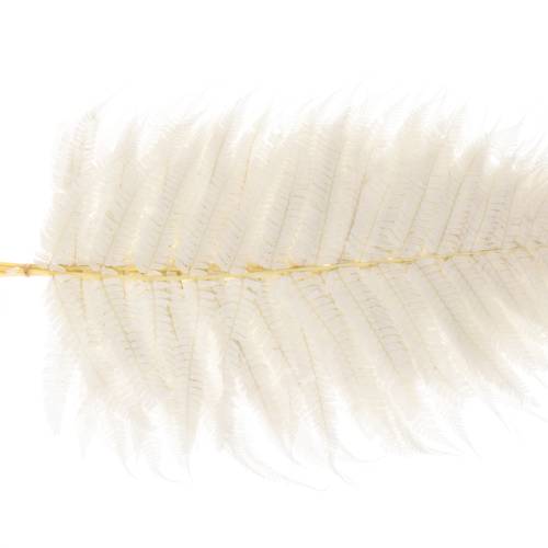 Lederfarn creme gebleicht 65cm