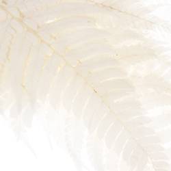Lederfarn creme gebleicht 65cm