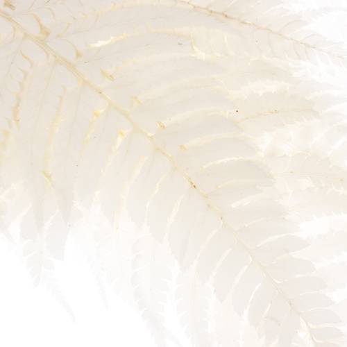 Lederfarn creme gebleicht 65cm