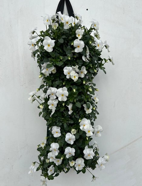 Hornveilchen weiss Wandhänger H050