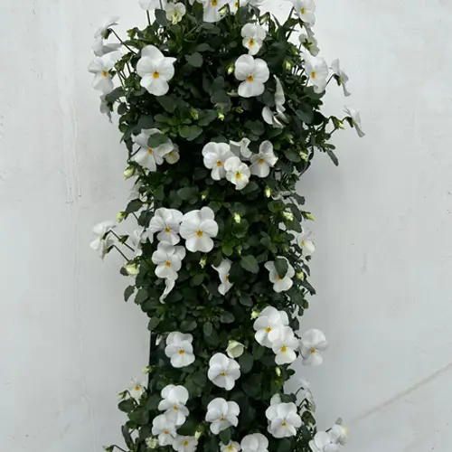 Hornveilchen weiss Wandhänger H025