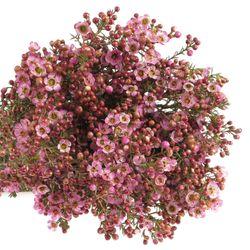 Wachsflower rosa Adi 45 Gramm 70cm
