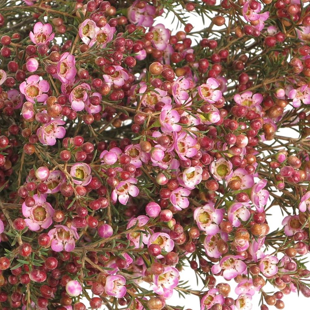 Wachsflower rosa Adi 45 Gramm 70cm