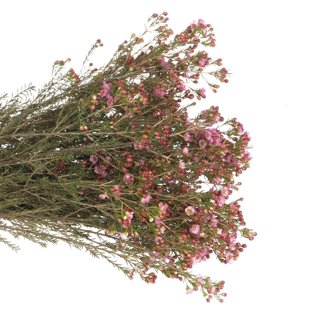 Wachsflower rosa Adi 45 Gramm 70cm
