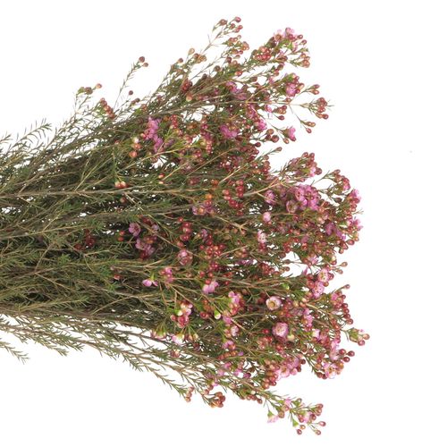 Wachsflower rosa Adi 45 Gramm 70cm
