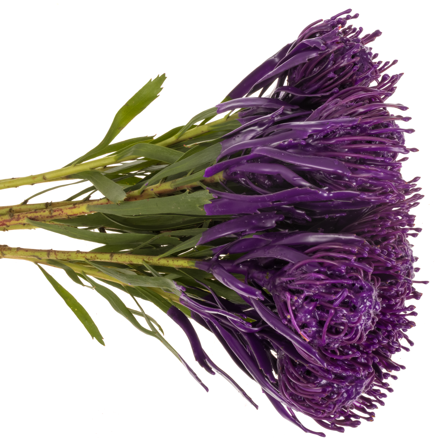 Nutans lila Wachs 60cm