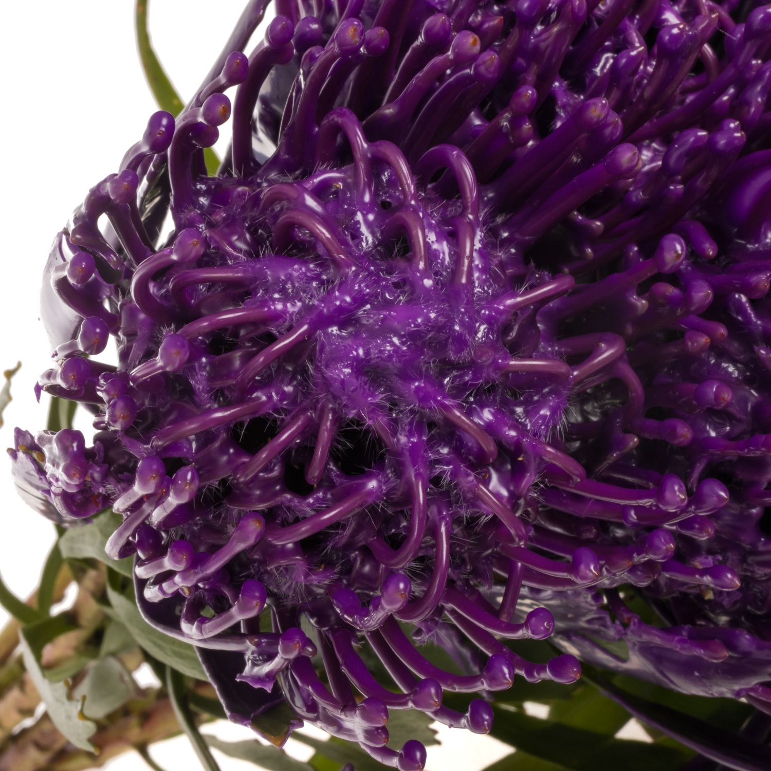 Nutans lila Wachs 60cm