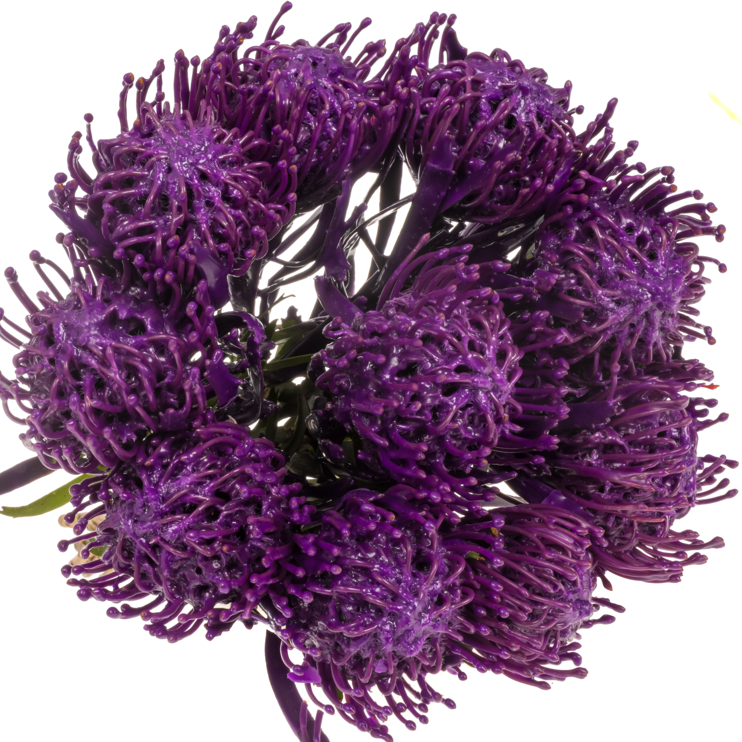 Nutans lila Wachs 60cm