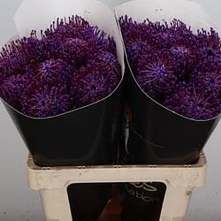 Nutans lila Wachs 60cm