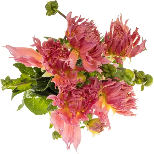 Dahlia rosa/lachs-rosa/lachs Omega 60cm