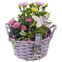 Garten.Arr PTPP6957 T20 H027