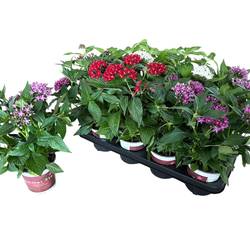 Pentas mix T13 H028