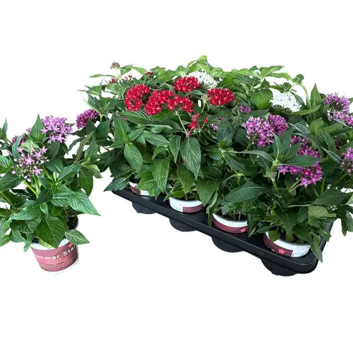 Pentas mix T13 H028