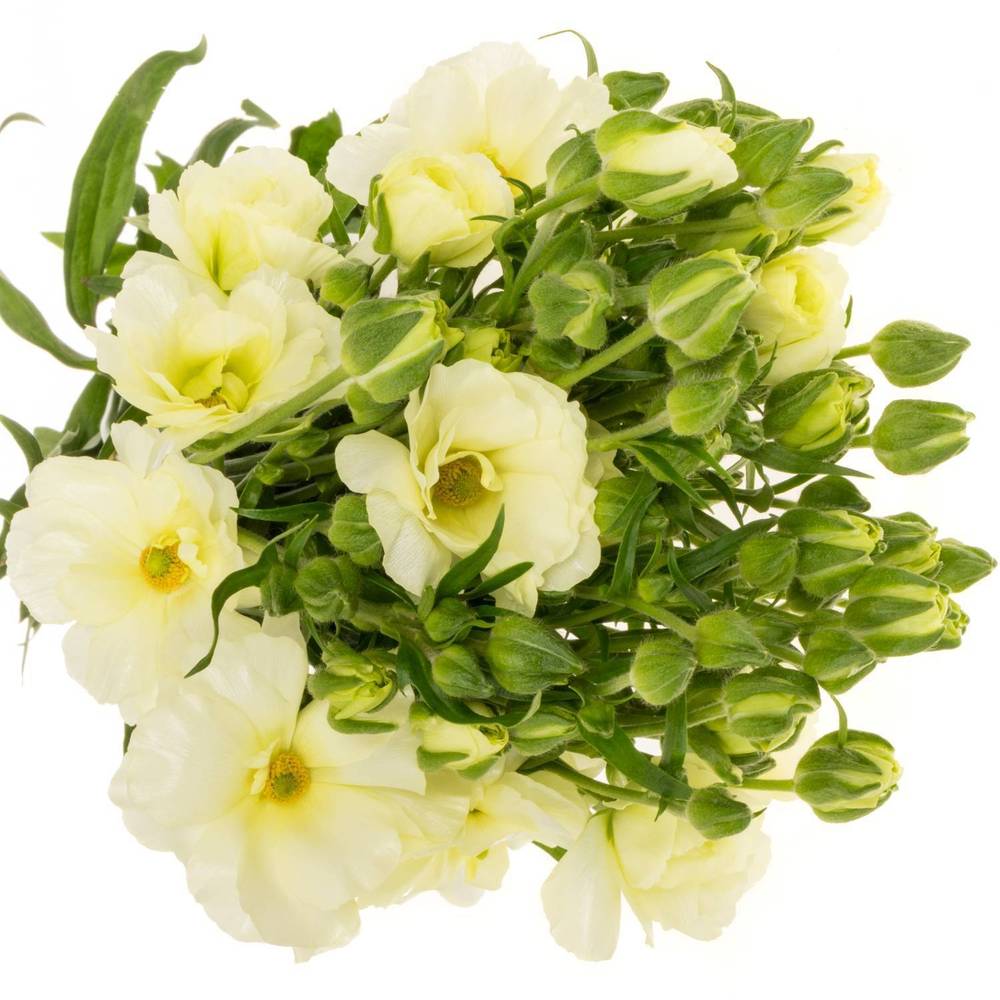 Ranunkel creme/weiss Butterfly Graces 60cm