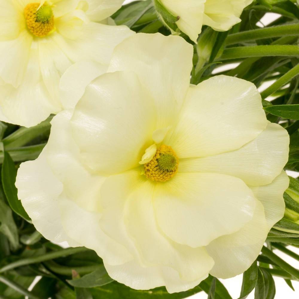 Ranunkel creme/weiss Butterfly Graces 60cm