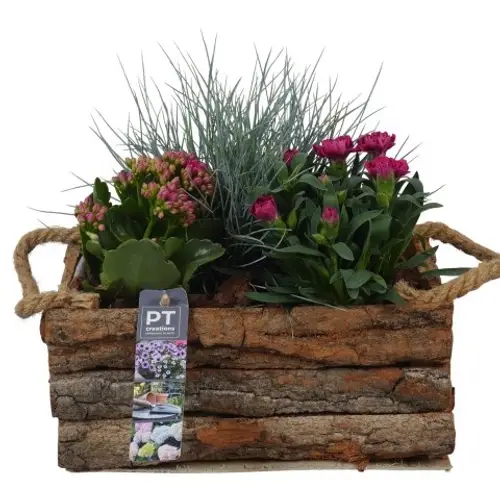 Garten.Arr PTSO8326 T24 H024
