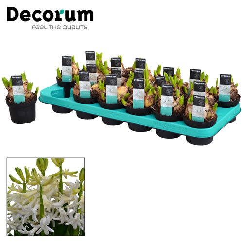 Hyac.weiss Multiflora T09 H15