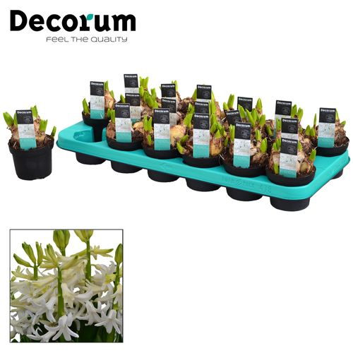 Hyac.weiss Multiflora T09 H15