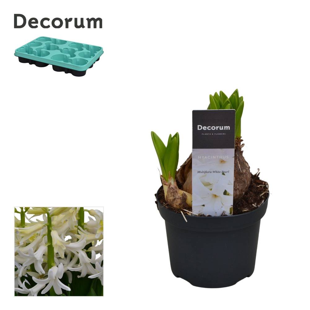 Hyazinthe weiss Multiflora T09 H015