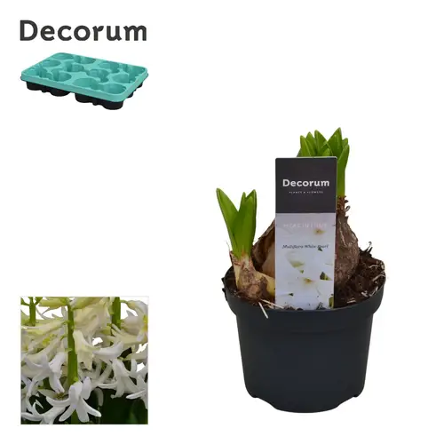 Hyazinthe weiss Multiflora T09 H015