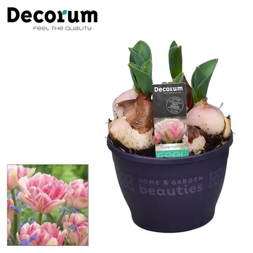 Tulpen Foxtrot T12 H17