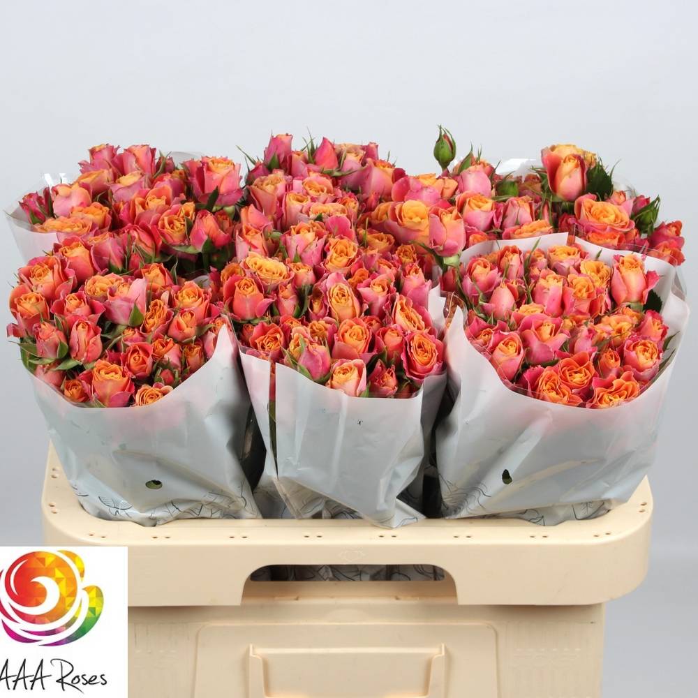 Rose verzweigt orange/gelb Sonora 7+Blüte 60cm