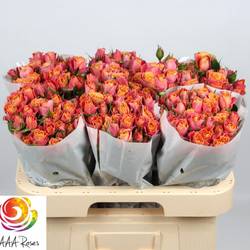 Rose verzweigt orange/gelb Sonora 7+Blüte 60cm