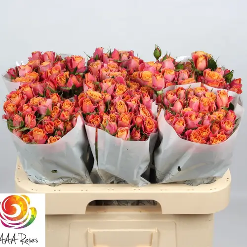 Rose verzweigt orange/gelb Sonora 7+Blüte 60cm