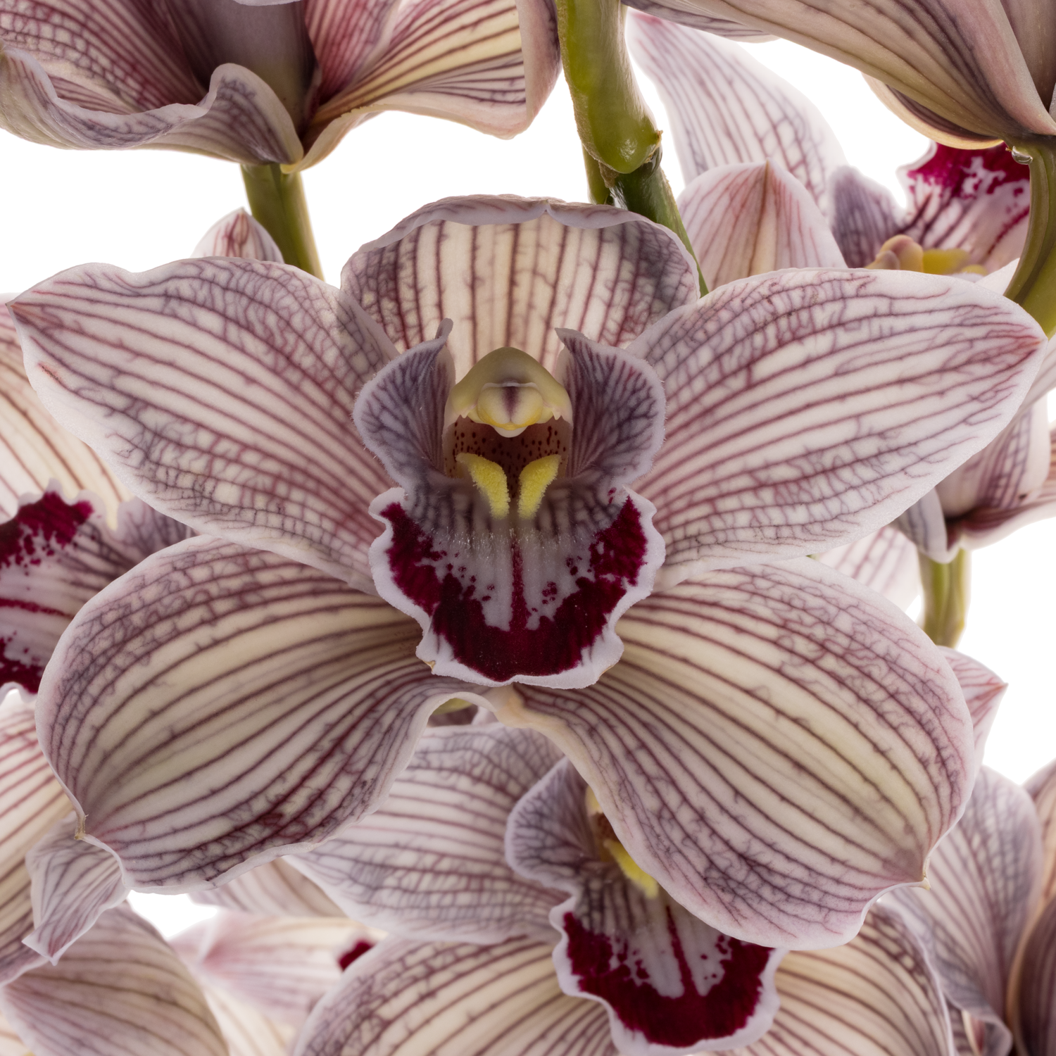 Cymbidium schwarz Black Pearl gefärbt 80cm 13+Blüte
